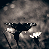 butterfly