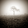 in the fog VIII.