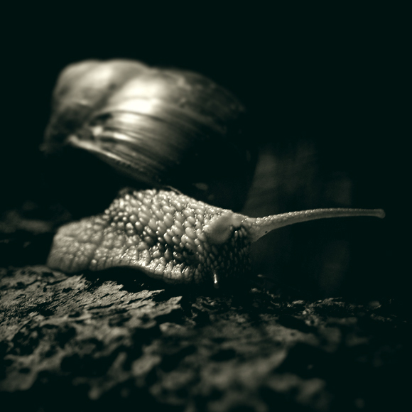 snail